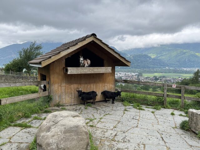 動物ふれあい体験の山羊