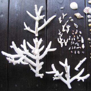 『チコと鮫』、そして私の海