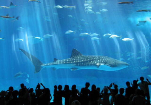 映画「チコと鮫」で観た海の記憶と重なる水族館の大水槽(沖縄・美ら海水族館)