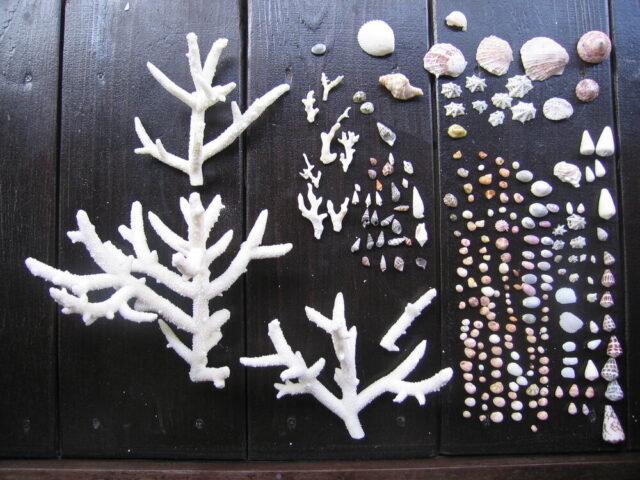 沖縄のビーチで拾った貝殻やサンゴ