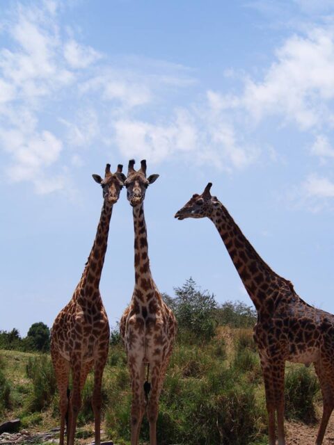 ケニア・マサイマラ野生動物保護区のキリン