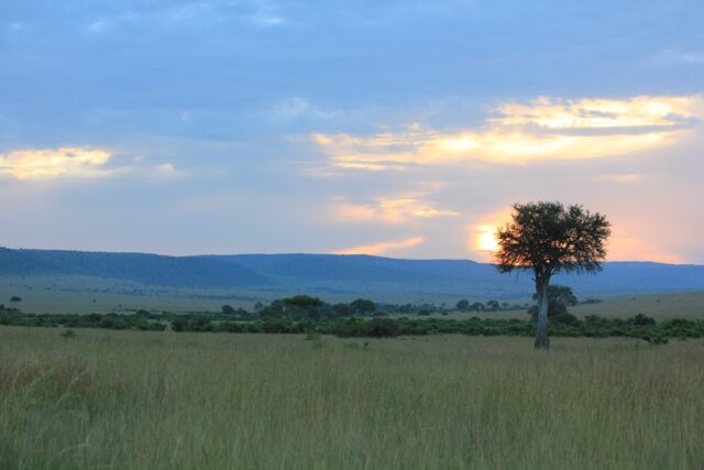 マサイマラの朝。美しい自然を目の前にして、環境のために働いている理由を再確認しました