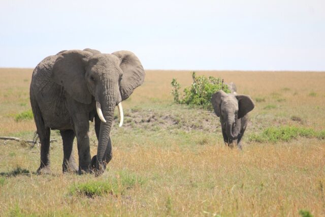 ケニアで見たゾウの親子。ケニアでは、野生動物をとても身近に感じることが出来ました