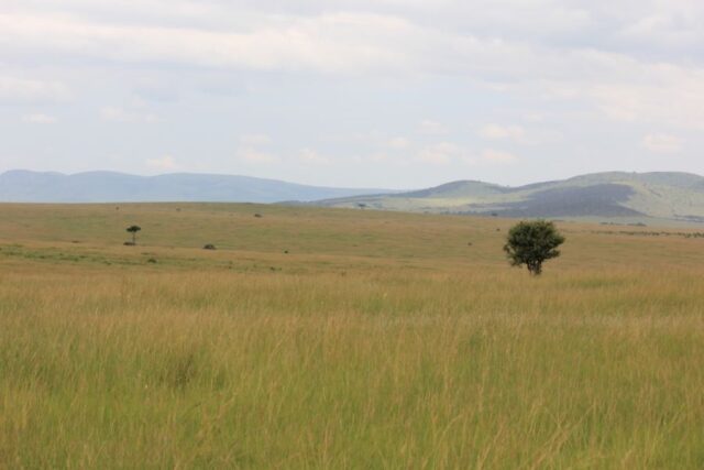 マサイマラの草原。心が洗われる風景です。自然の大きさを感じると自分の小さな悩みがどうでもよくなります